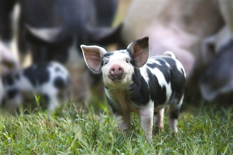 Farmyard pigs - Here are some interesting facts about pigs: Pigs are highly intelligent, inquisitive, adaptable, social animals that learn quickly. In many learning tests they can out-perform dogs! Pigs forage for food - given the opportunity, they eat a wide range of vegetables and animal products, including carrion (dead animals).